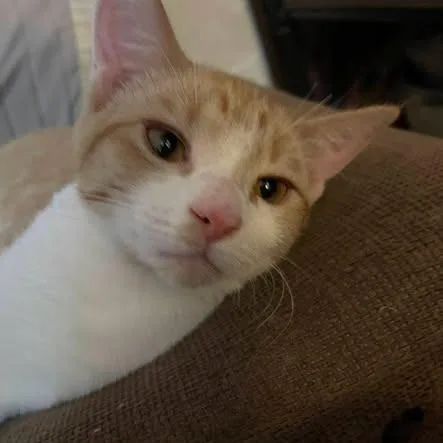 A baby medium-sized female Orange & White Domestic Short Hair cat named Cinnamon Jo for adoption in Blackfoot, ID