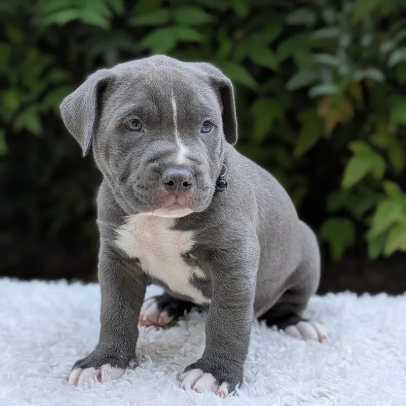 Lemon Pups thumbnail 2