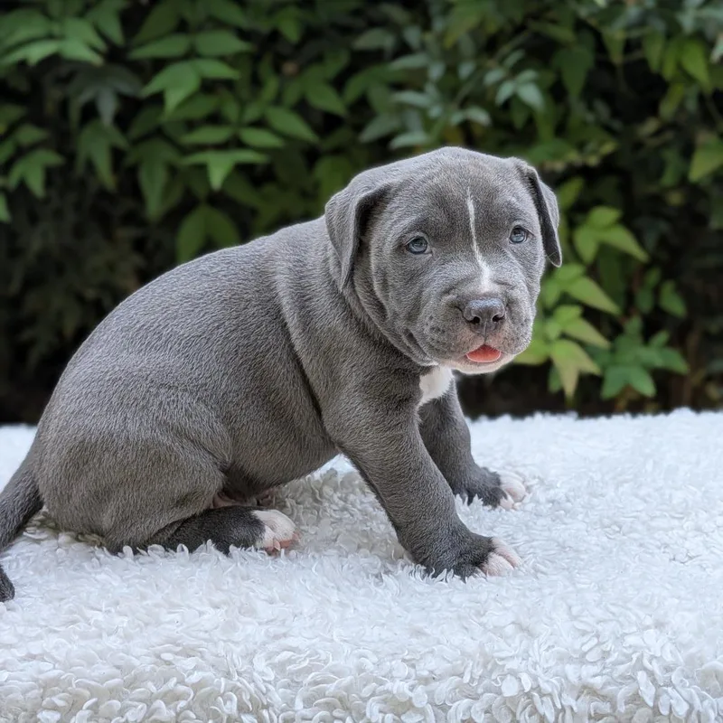 Lemon Pups thumbnail 3