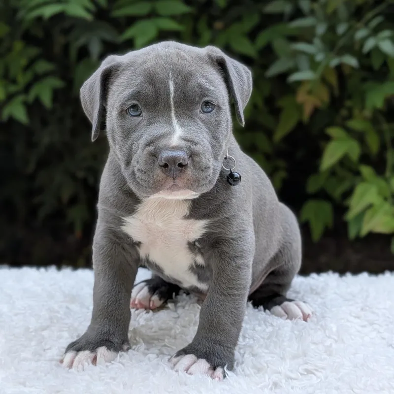 Lemon Pups thumbnail 4