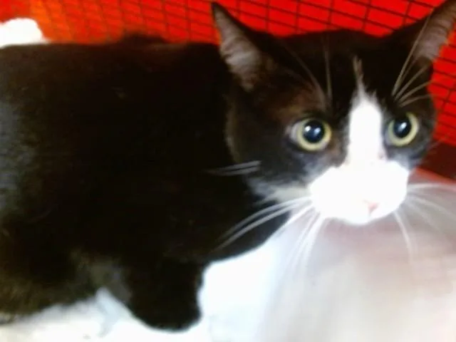 A young small-sized male Domestic Short Hair cat named Benny for adoption in Miami, FL