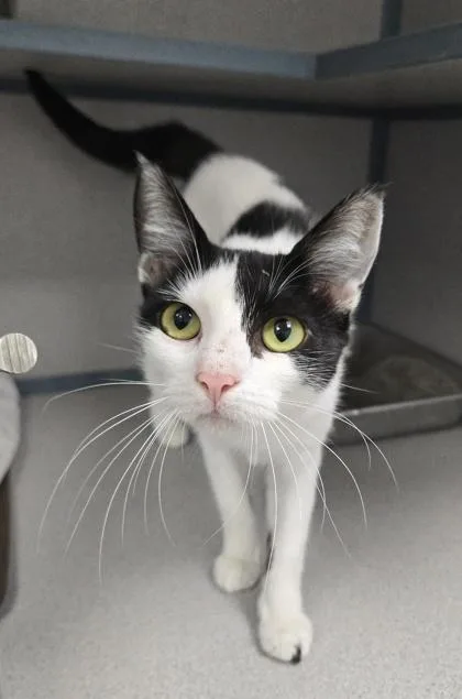 An adult small-sized female Domestic Short Hair cat named Banana Split for adoption in East Brookfield, MA