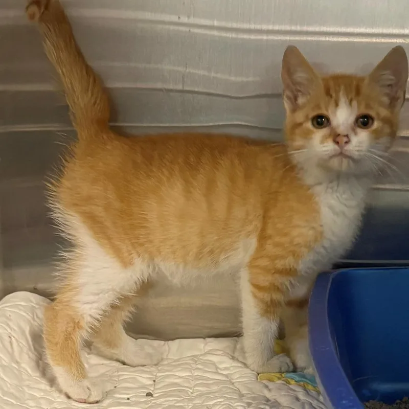 A baby small-sized male Orange / Red Domestic Short Hair cat named Pickles for adoption in East Hanover, NJ