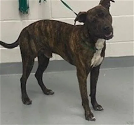 An adult medium-sized male Pit Bull Terrier dog named Rubert for adoption in Saint Cloud, FL