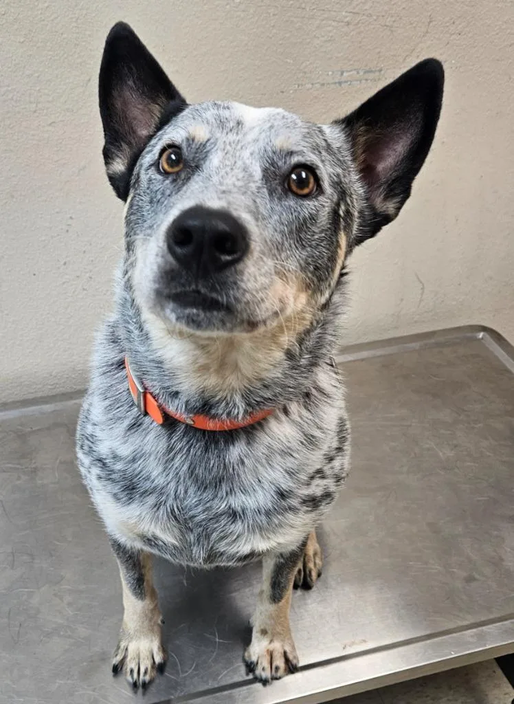 A young medium-sized male Australian Cattle Dog / Blue Heeler dog named Hank for adoption in Mocksville, NC