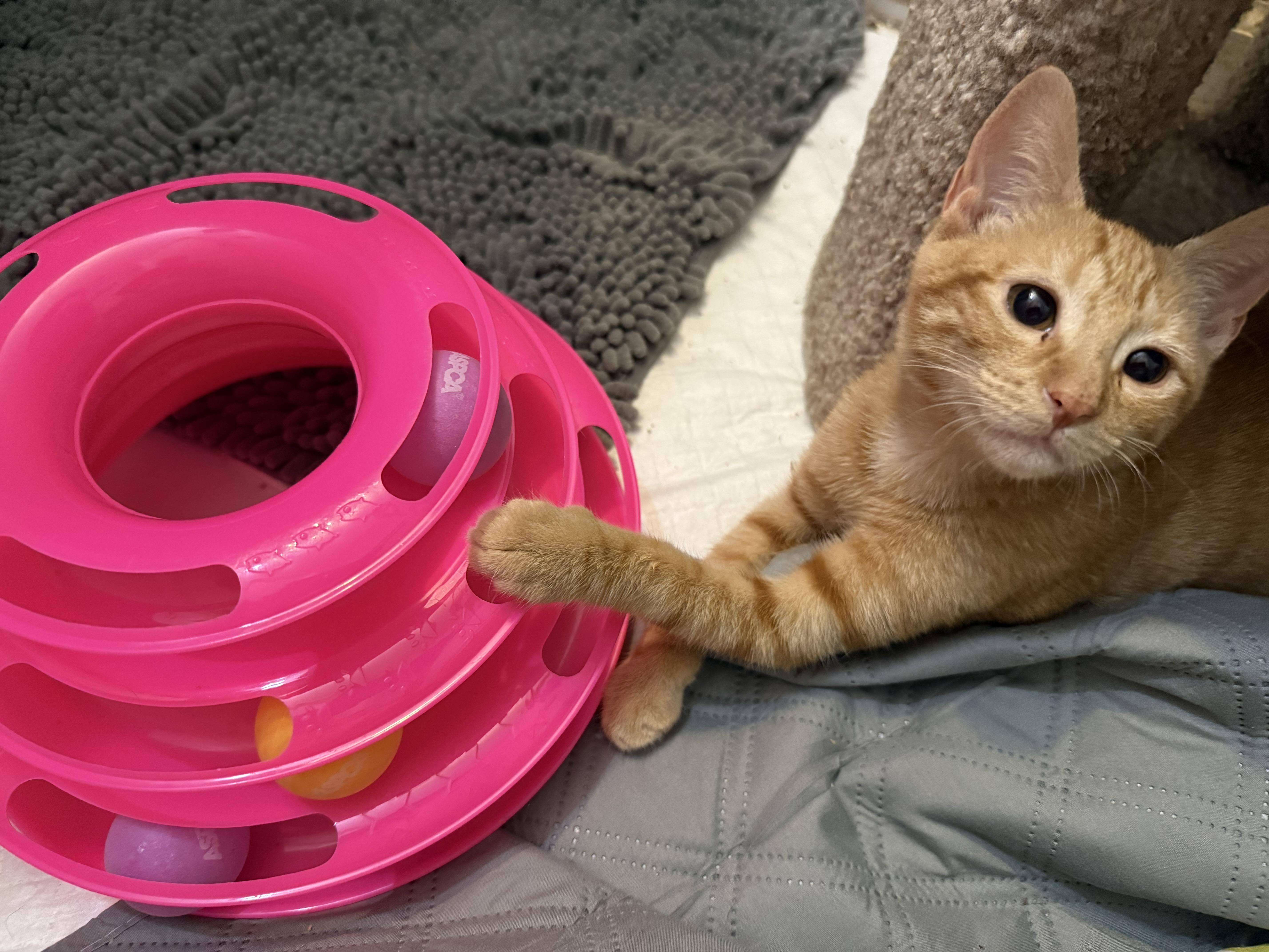 A young medium-sized male Tabby (Orange / Red) Domestic Short Hair cat named Pickles for adoption in Hopkinton, MA