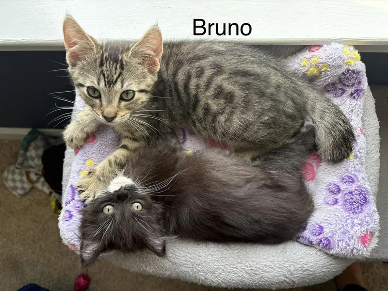 A baby small-sized male Tabby (Brown / Chocolate) Domestic Short Hair cat named Bruno for adoption in Telford, PA