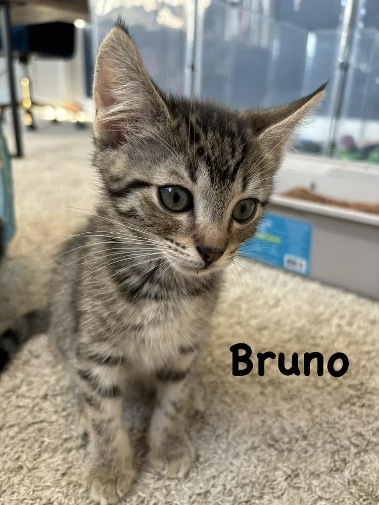 Bruno thumbnail 2