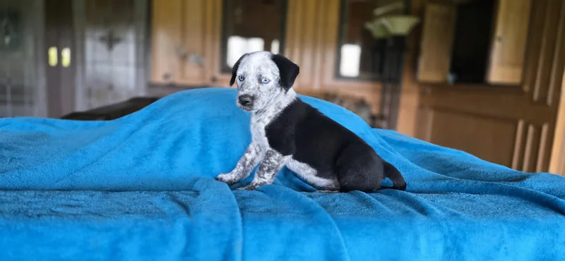 Paw Newman thumbnail 3