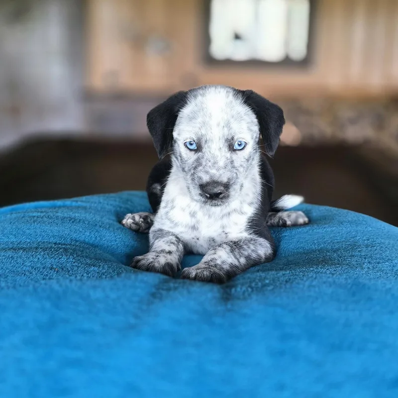 Paw Newman thumbnail 6
