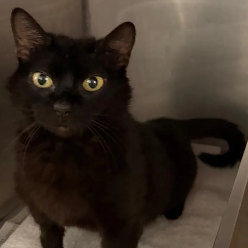 An adult small-sized female Black Domestic Short Hair cat named Lady Bug for adoption in Ruckersville, VA