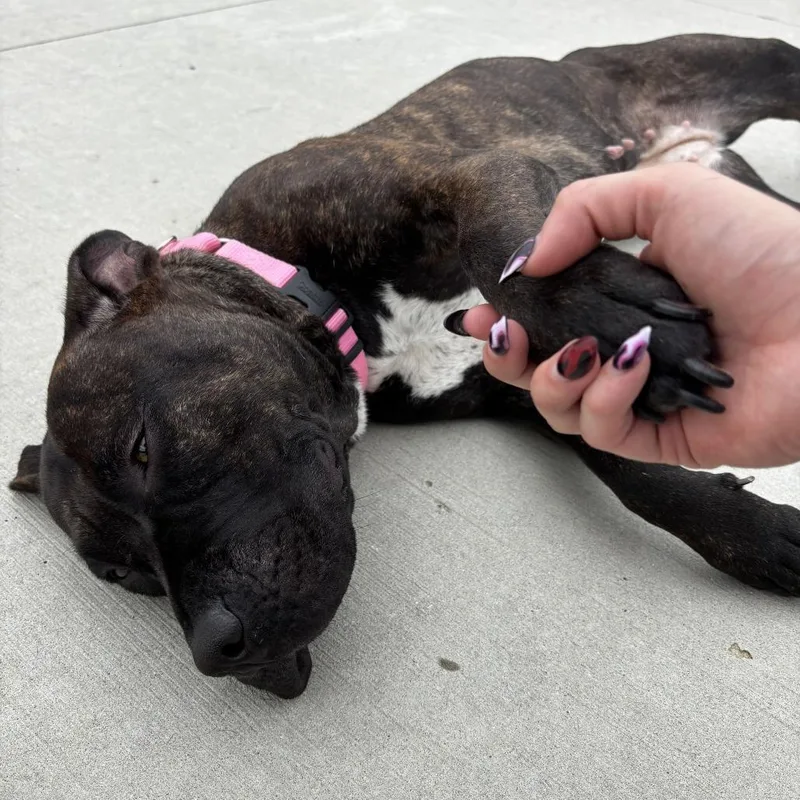 An adult medium-sized female Mixed Breed dog named Ebony for adoption in Matteson, IL