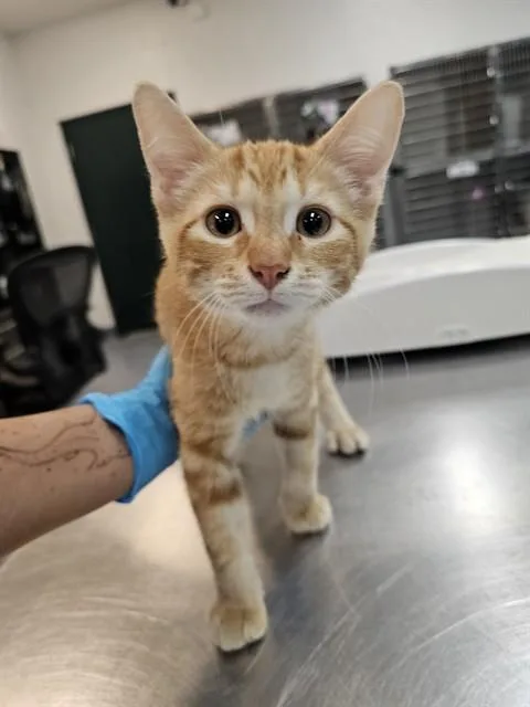 A baby small-sized male Domestic Short Hair cat named Chowder for adoption in Thousand Palms, CA