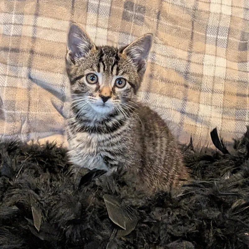 A baby small-sized male Brown / Chocolate Domestic Short Hair cat named Cashmere for adoption in La Grange, KY