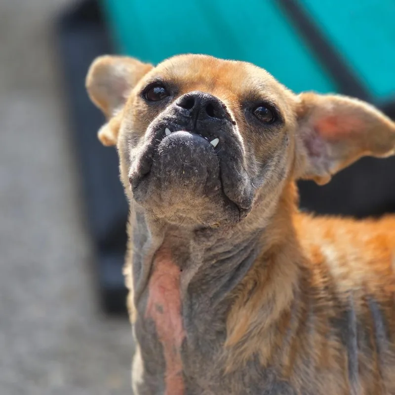 An adult small-sized female Apricot / Beige Mixed Breed dog named Ms. Ma'am for adoption in Charleston, WV