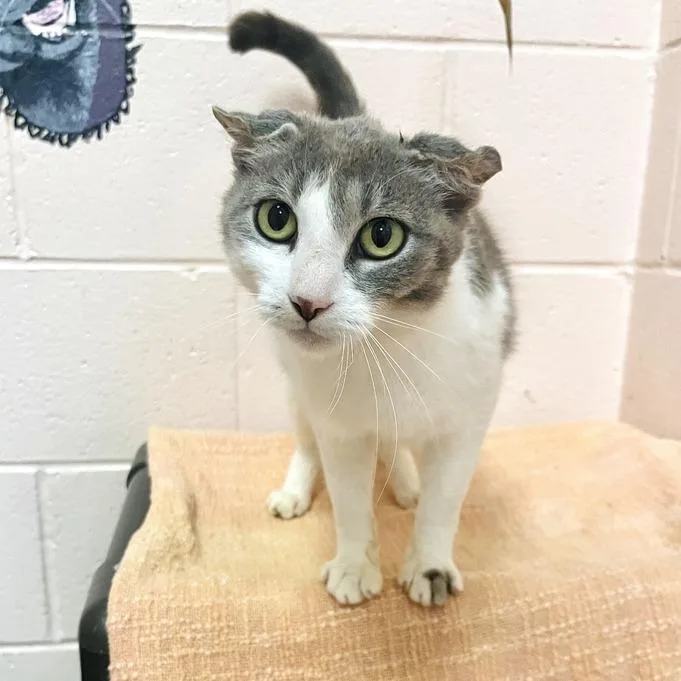 A young medium-sized female Gray / Blue / Silver Domestic Short Hair cat named Crinkles for adoption in Owosso, MI