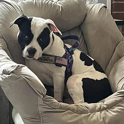 A young medium-sized female Black Pit Bull Terrier dog named Victoria for adoption in Lake Wylie, SC