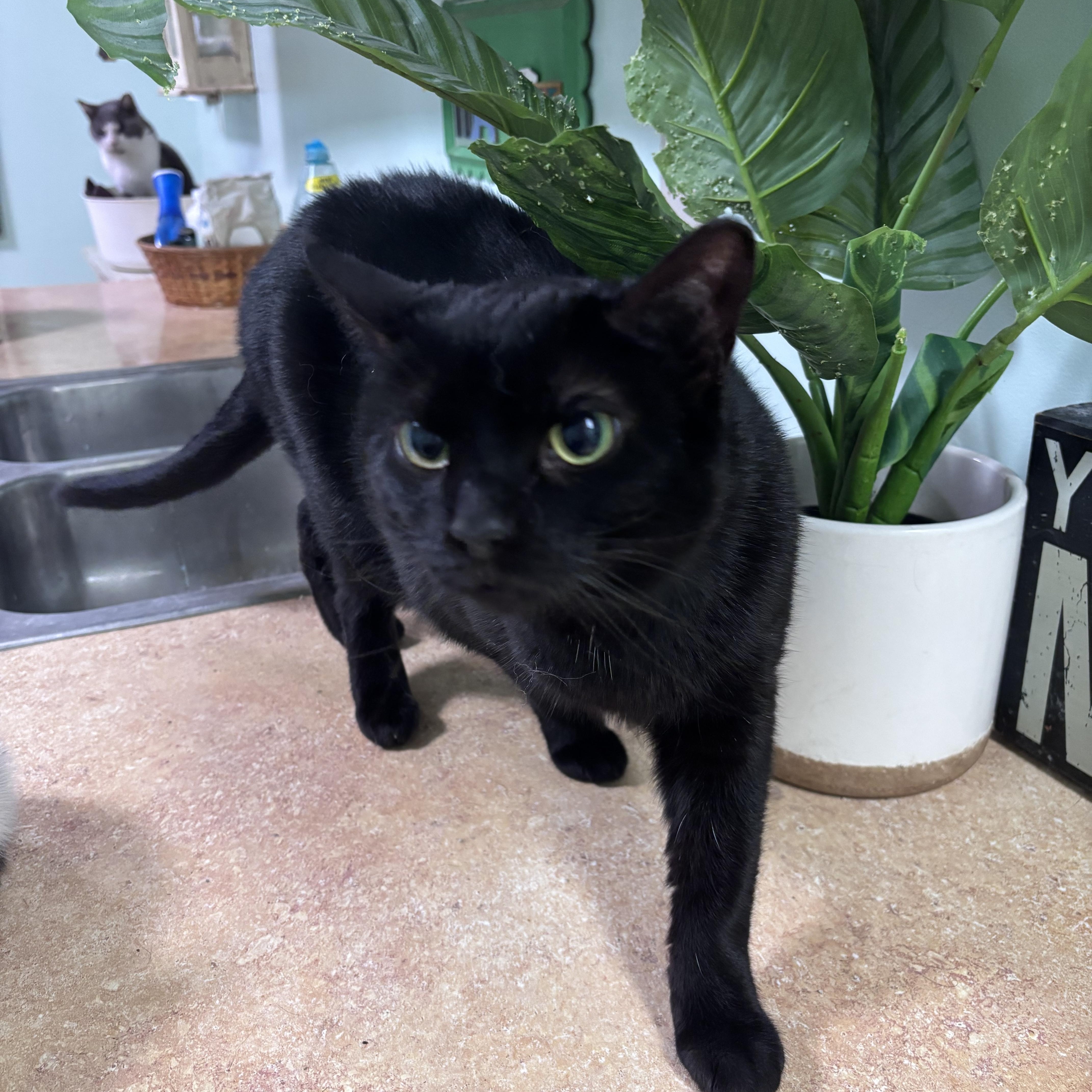 An adult medium-sized female Black Domestic Short Hair cat named Raven for adoption in Franklin, IN
