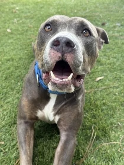 An adult large-sized female American Staffordshire Terrier dog named Paloma for adoption in Daytona Beach, FL