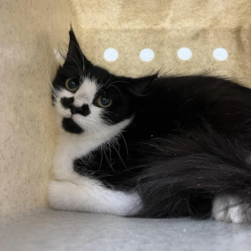 A young medium-sized female Black Domestic Medium Hair cat named SVASStray for adoption in Verona, VA