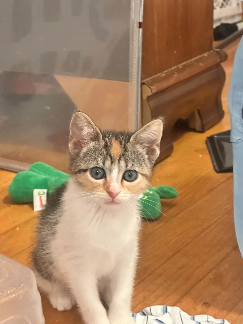A baby small-sized female Domestic Short Hair cat named Lavender for adoption in Milwaukee, WI
