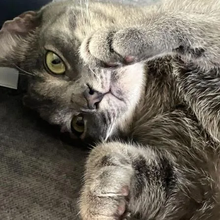 An adult medium-sized female Domestic Short Hair cat named Matilda for adoption in Waxhaw, NC
