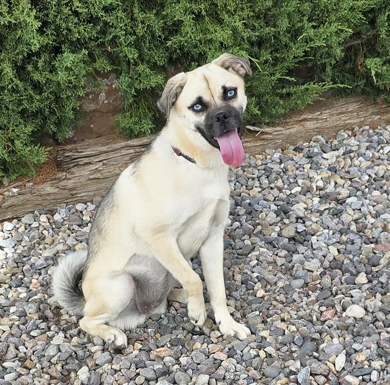A young small-sized female Yellow / Tan / Blond / Fawn Pug dog named Brilliant Lil Ms Beezer for adoption in Albuquerque, NM