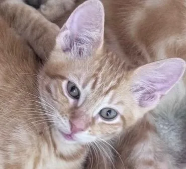 A baby medium-sized female Domestic Short Hair cat named Bazooka for adoption in San Antonio, TX