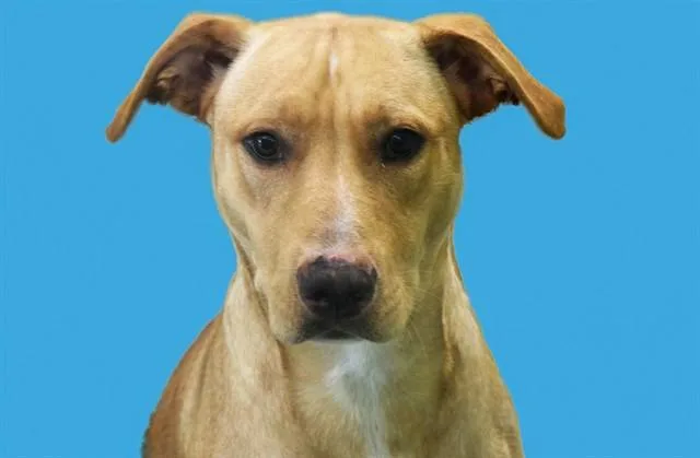 A young medium-sized male Labrador Retriever dog named Duncan for adoption in Fort Lauderdale, FL