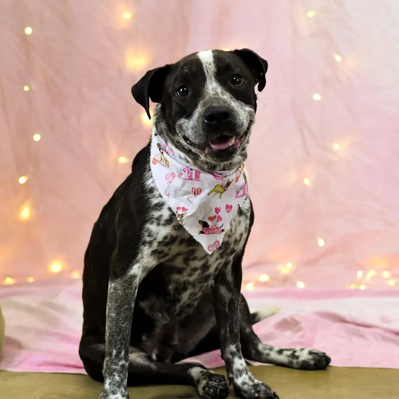 An adult medium-sized female Brown / Chocolate American Bulldog dog named Rose for adoption in Defuniak Springs, FL