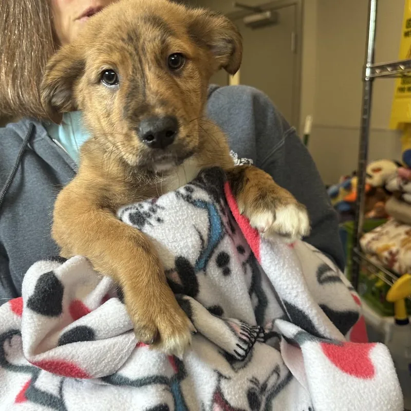 A baby small-sized male Brindle Mixed Breed dog named Cruze for adoption in Columbia Station, OH