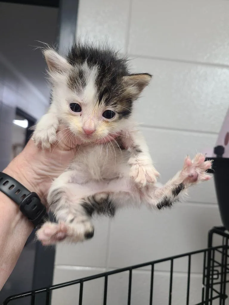 A baby small-sized male Domestic Short Hair cat named C for adoption in Tifton, GA