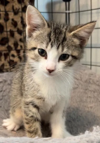 A young small-sized female Domestic Short Hair cat named Honey Comb for adoption in Cecil, WI