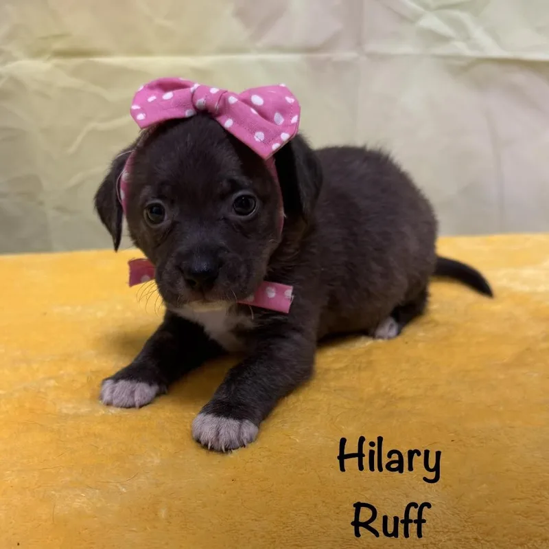 A baby small-sized male Beagle dog named Puppies! for adoption in Danbury, CT