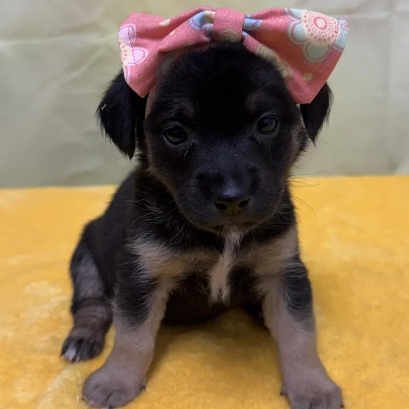 Puppies! thumbnail 2