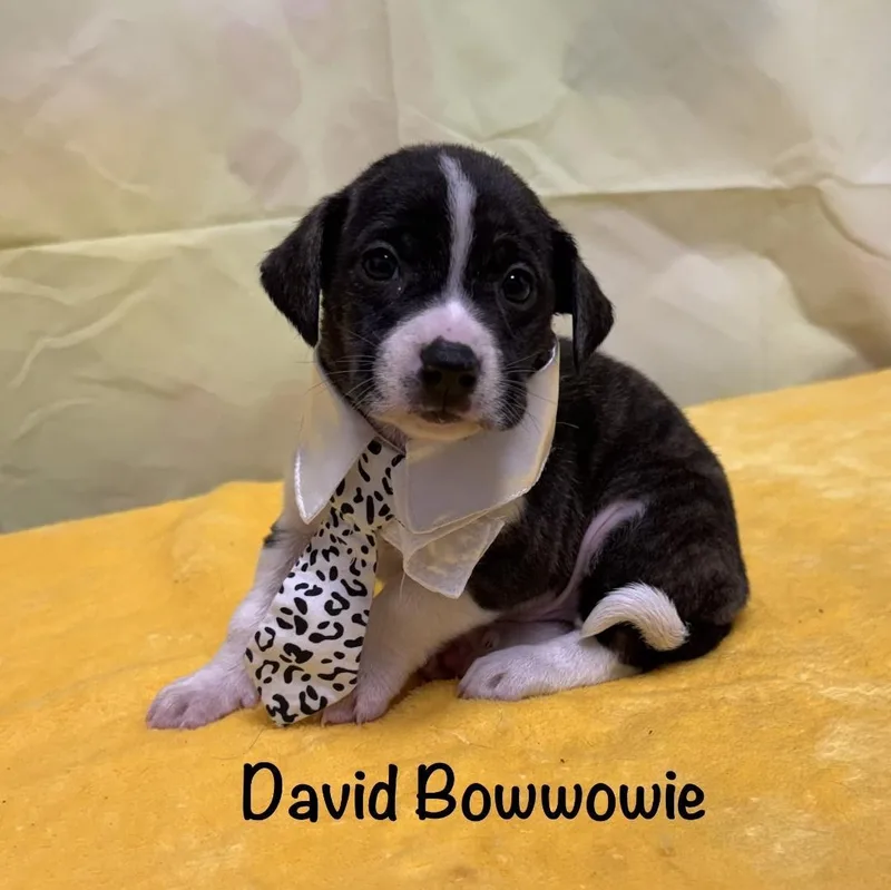 Puppies! thumbnail 3