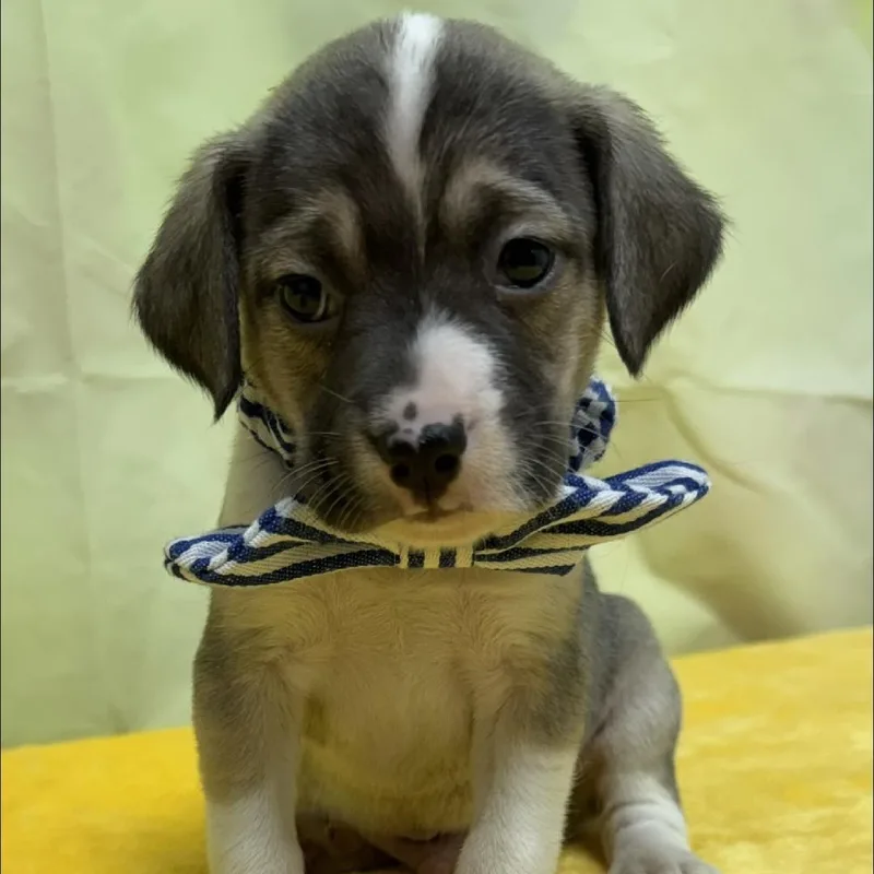Puppies! thumbnail 4