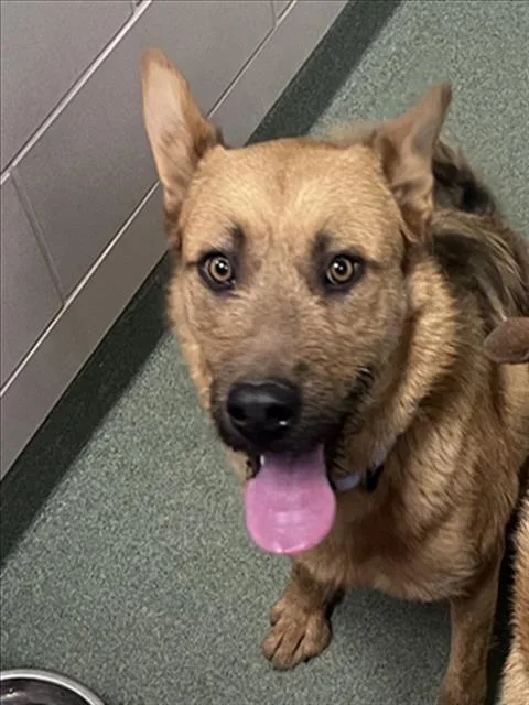 A young medium-sized male German Shepherd Dog dog named Lion for adoption in Santa Fe, NM