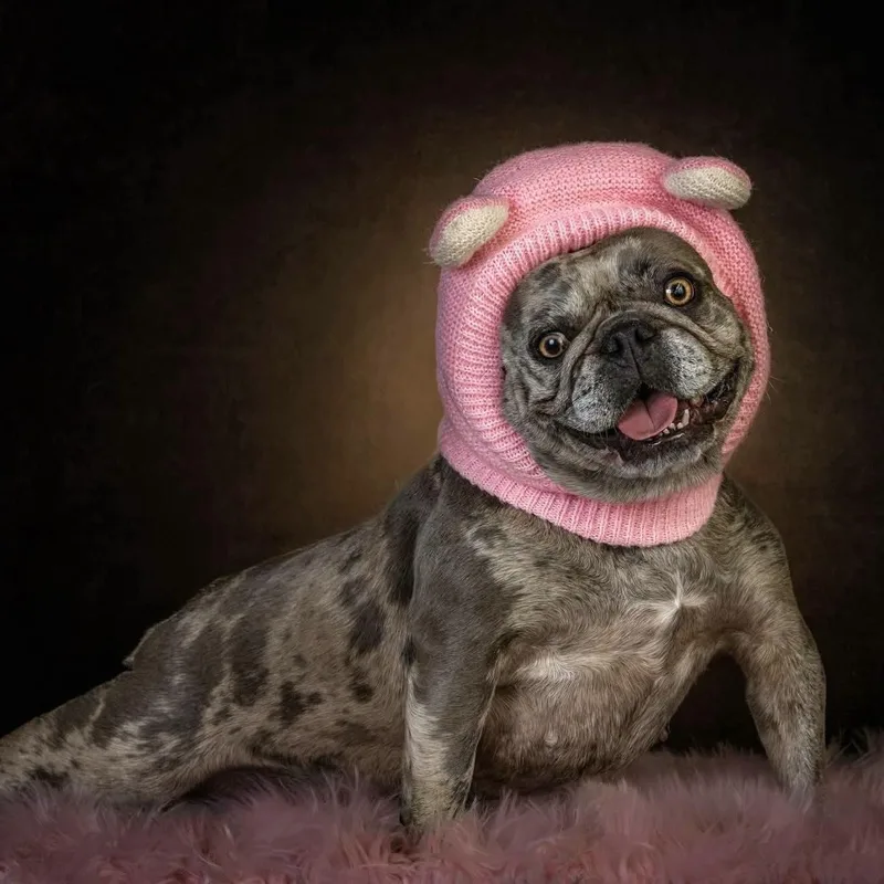 An adult medium-sized female Merle (Blue) French Bulldog dog named Winnie for adoption in Concord, CA