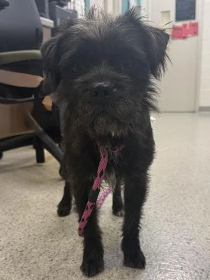 An adult small-sized male Brussels Griffon dog named Griffon for adoption in Fishers, IN