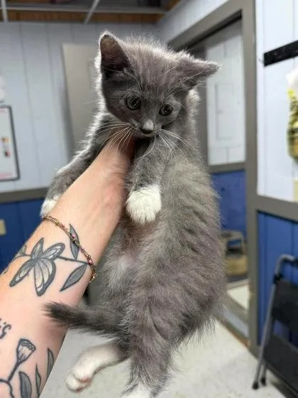 A young medium-sized female Gray & White Domestic Short Hair cat named Wren for adoption in Leitchfield, KY