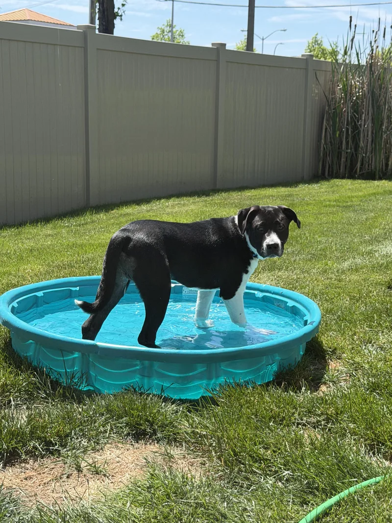 A young large-sized male Pit Bull Terrier dog named Baris for adoption in Troy, MI
