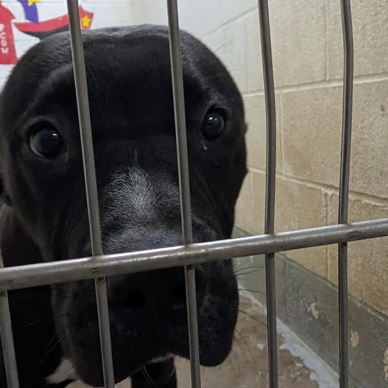 An adult large-sized male Black Pit Bull Terrier dog named Bingo for adoption in Ravenna, OH