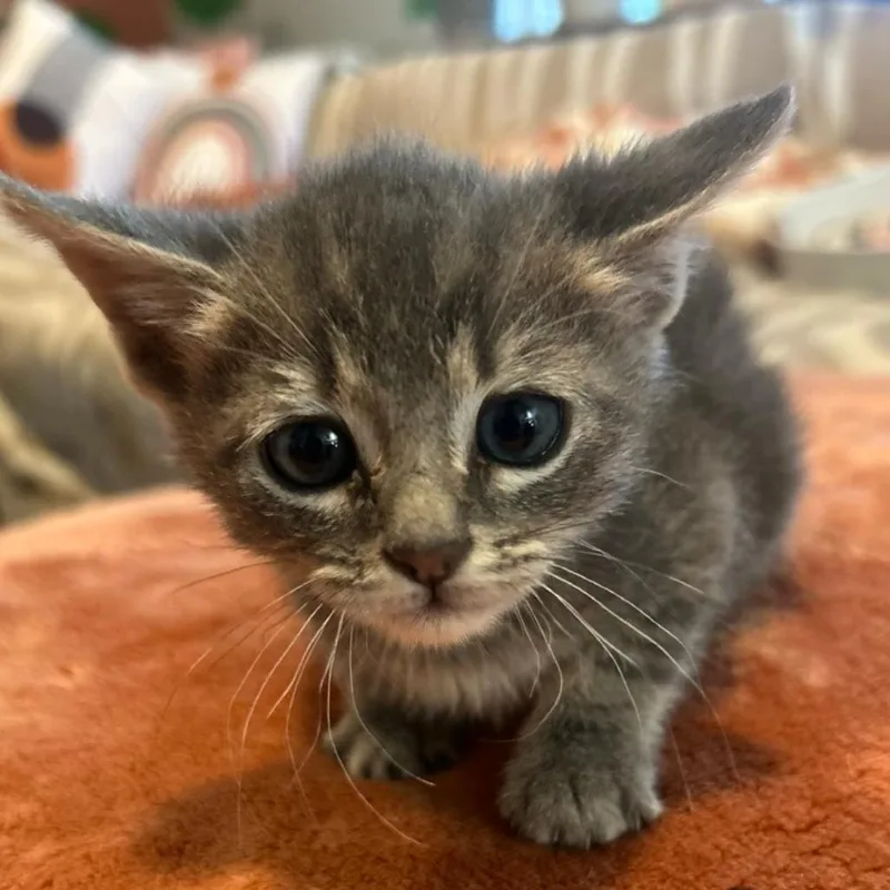 A baby small-sized female Brown / Chocolate Domestic Short Hair cat named Nova for adoption in Westminster, CA