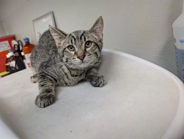 A baby small-sized male Domestic Short Hair cat named Wren for adoption in Antioch, CA