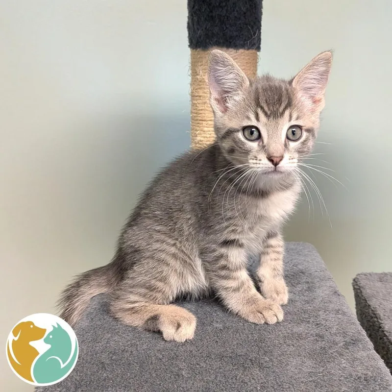 A baby small-sized male Gray / Blue / Silver Domestic Short Hair cat named Plunk for adoption in Toledo, OH
