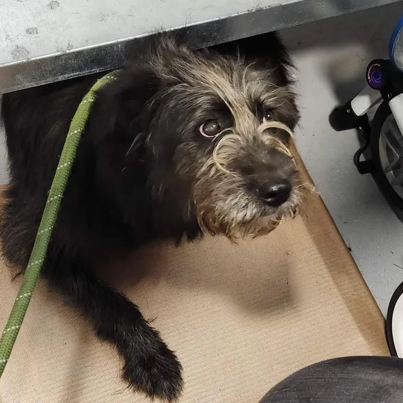 An adult small-sized female Black Mixed Breed dog named Loofah for adoption in Aldie, VA