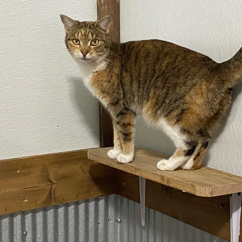 Tiger Baby thumbnail 3