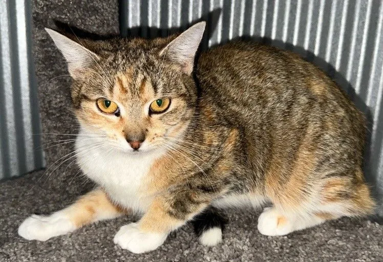 Tiger Baby thumbnail 4