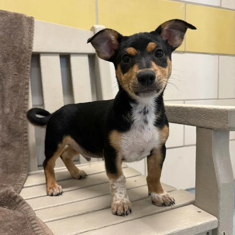 A baby small-sized male Black Dachshund dog named Hunter for adoption in Beaumont, TX